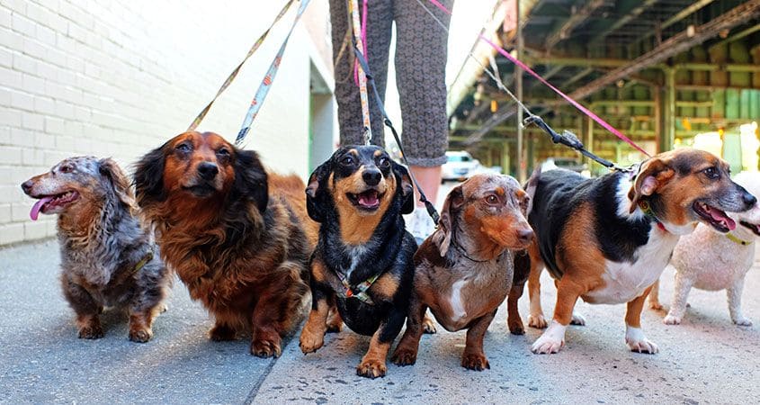 dog-sitter